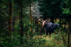 Big male Bull moose (Alces alces) in deep forest of Sweden. Big animal in the forest. Elk symbol of Sweden
