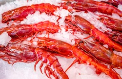 Red lobsters - a real delicacy for lovers of tasty food. Fishing artels catch this species of crustaceans and keep them in ice for sale to shops or restaurants.