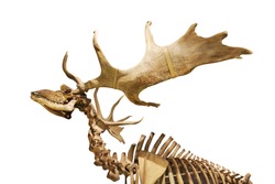 skeleton of fossil deer