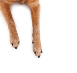 overhead view of chihuahua mix legs and paws studio shot isolated on a white background 