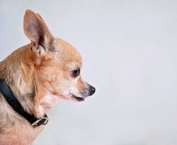 side view of a cute chihuahua on gray