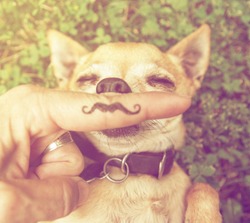 a cute chihuahua with a mustache finger in front of him done with a retro vintage instagram filter (from the mustache series)