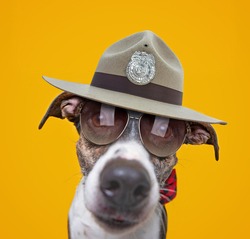 cute studio photo of a shelter dog in a costume on a isolated background