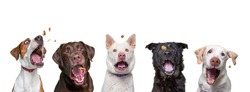 shelter dogs on an isolated background studio shot catching treats
