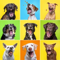 cute dogs catching treats in a studio shot collage on an isolated background