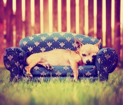 a cute chihuahua laying on a couch toned with a retro vintage instagram filter
