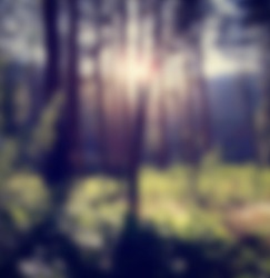 a forest with the sun shining through blurred out so text can be placed on top of the image