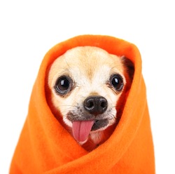 a cute chihuahua with his tongue hanging out and a blanket wrapped around him isolated on a while background in the studio