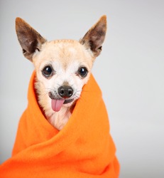 a cute chihuahua with his tongue hanging out and a blanket wrapped around him isolated on a gray background in the studio