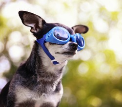 a cute chihuahua wearing goggles and sitting outside during summer time 