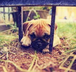 a cute pug chihuahua mix puppy - chug, digging in the dirt under a wrought iron fence in a backyard 