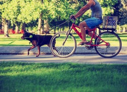a man riding his bicycle  behind a running dog with a ball thrower in his mouth on a bike path in a city toned with a retro vintage instagram filter effect app or action