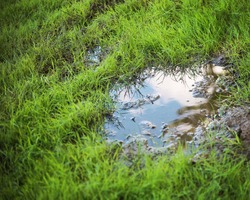 grassy yard lawn or park with puddles in the green field 