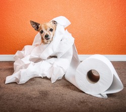  a cute chihuahua playing in a roll of toilet paper 