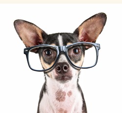 a close up of a chihuahua's face with cool trendy hipster or nerd geek black frame glasses on his face 
