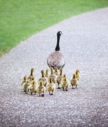  (SHALLOW DOF on babies) a cute family of geese walking on a pebble stone path in a local wildlife park with a grass as a leading edge 