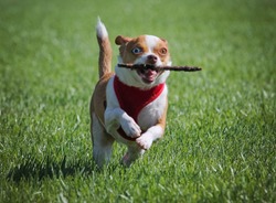 a cute chihuahua running with a stick in a local park in the green grass