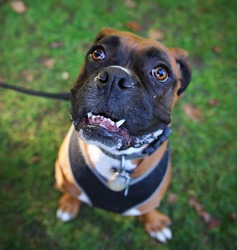 a funny boxer dog looking up toward the camera at a park with a smile (selective focus on the muzzle) 