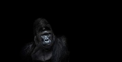 Portrait of a male gorilla on a black background, severe silverback, Grave look of the great ape, the most dangerous and biggest monkey of the world. The chief of a gorilla family. APE.