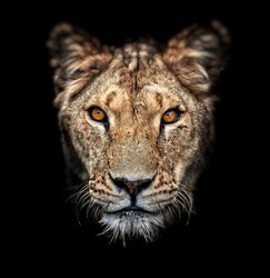 Portrait of a lioness on black background. Lovely Lioness. Close-up African lioness (Panthera leo).