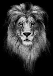 Portrait of a Beautiful lion, lion in dark.