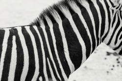 Zebra Stripes. striped life natural camouflage