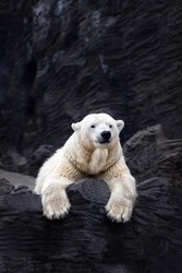 White bear on the rocks, Lying polar bear situated on a rock