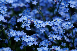 Blue flowers in spring