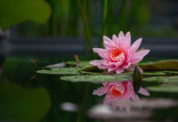 The Lotus radiates the energy of wisdom, harmony, perfection and spiritual peace. Excellent photos of closed Lotus buds and open pink flowers. 