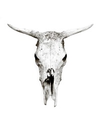 Old weathered cow skull isolated on white background.