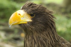 Eagle head on nature