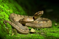 Poisonous snake, Malayan pit viper (Calloselasma rhodostoma)