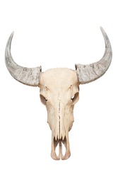 Buffalo skull isolated using path