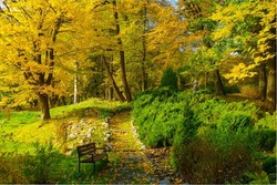 Bench and narrow path covered with withered leaves located near green bushes and lush trees on sunny autumn day in park