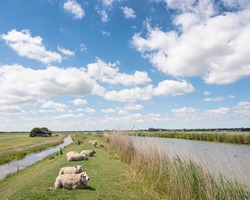 sheep lie on grassy dike north of amsterdam under cloudscape with white clouds in blue sky