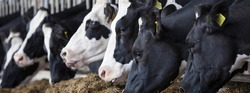heads of black and white holstein cows feeding on grass in stable in holland