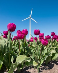 dutch region noordoostpolder with wind turbines and lavender tulips under blue sky in the netherlands