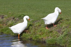 two white geese leave the water and walk into green grass of meadow