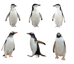 Set of penguins isolated on white background