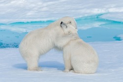 Two young cute wild polar bear cubs hugging on pack ice in Arctic sea