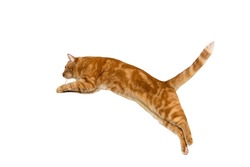 Jumping red cat isolated on white background