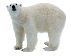Polar bear isolated