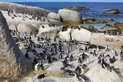 penguins at the boulder beach in south africa