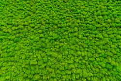 
Green moss as a background grows in the interior of the office on the wall. Texture of angry moss on the wall.