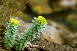Rhodiola rosea (commonly golden root, rose root, roseroot, Aaron's rod, Arctic root, king's crown) - is a perennial flowering plant in garden.