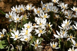 Sanguinaria canadensis Major, bloodroot, is a perennial, herbaceous flowering plant native to North America. Included in the poppy family Papaveraceae. In bloodroot, the juice is red and poisonous.