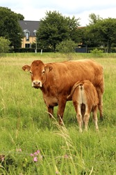 Adult cow with a calf. Denmark, Scandinavia.