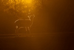 
Fallow deer bull Dama dama ) in the orange light of the rising sun)