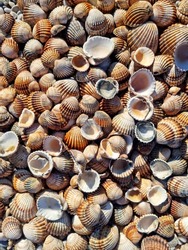 Sea shell design background on beach. Many seashell pattern