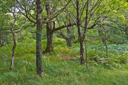 Native oak, birch and rowan trees growing in natural green woodlands in the Killarney valley, County Kerry, Ireland